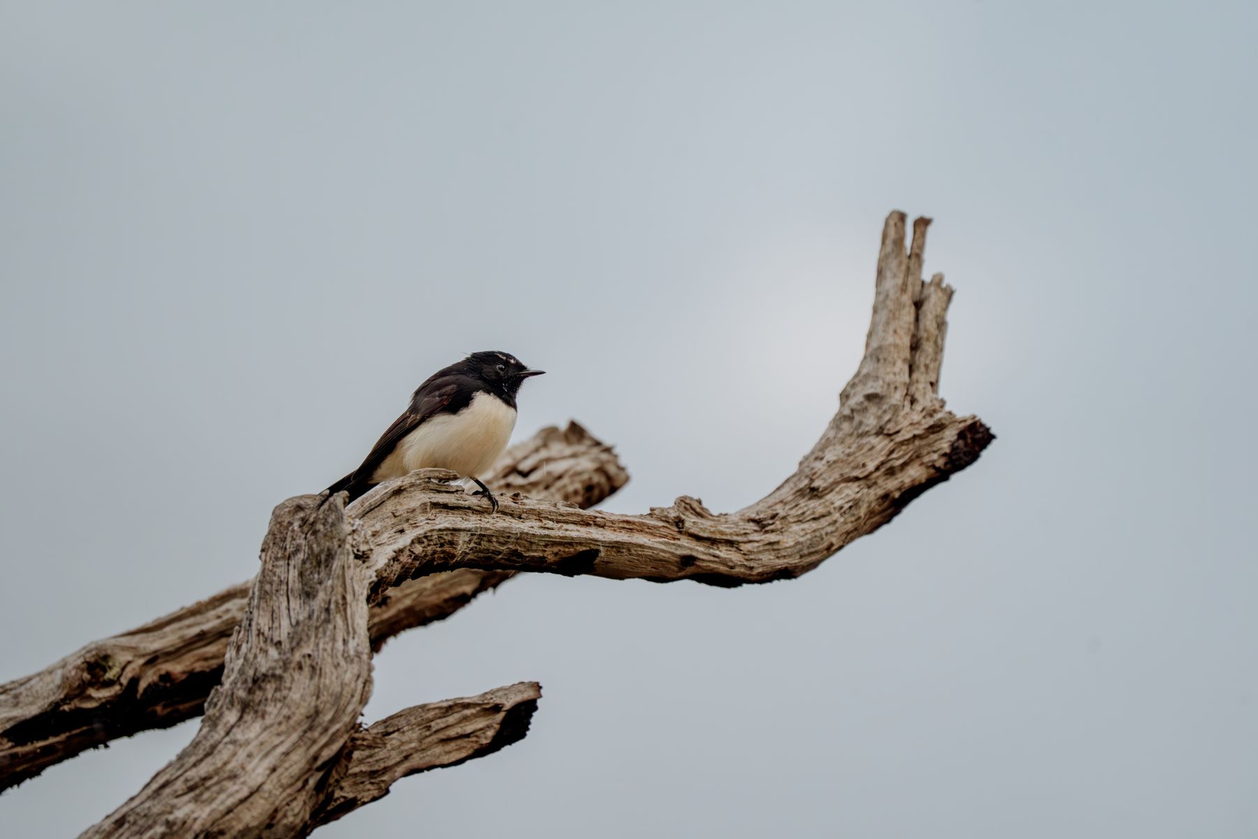 Willie Wagtail