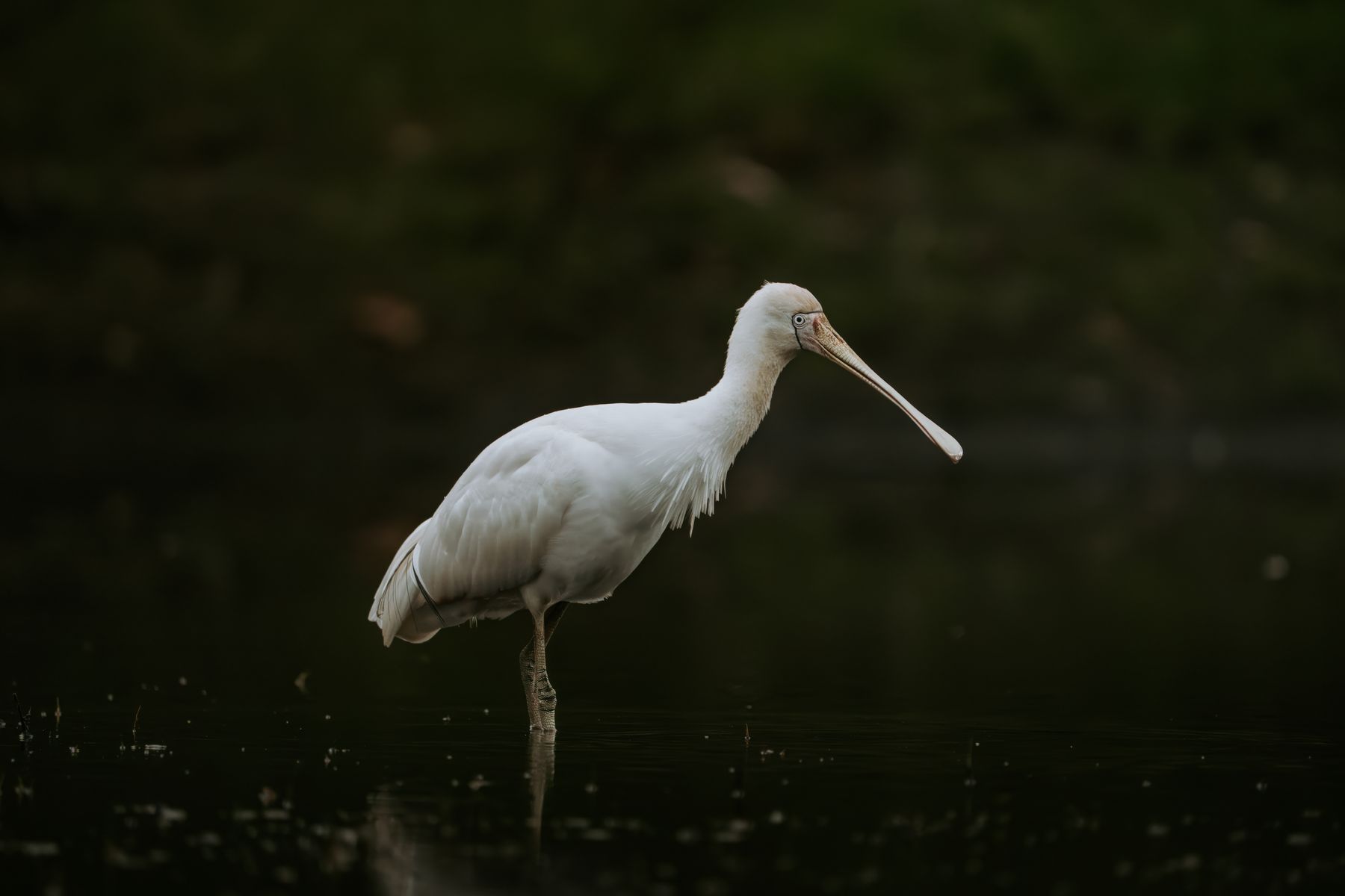Yellow Bill