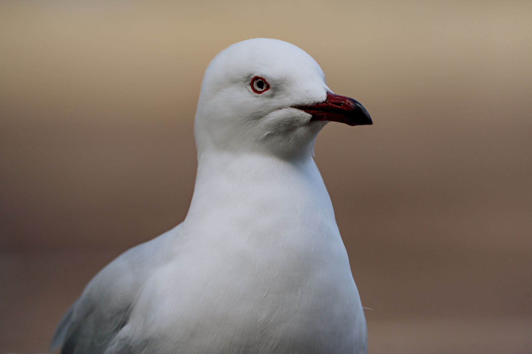 Silver Gull