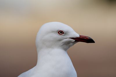 Silver Gull