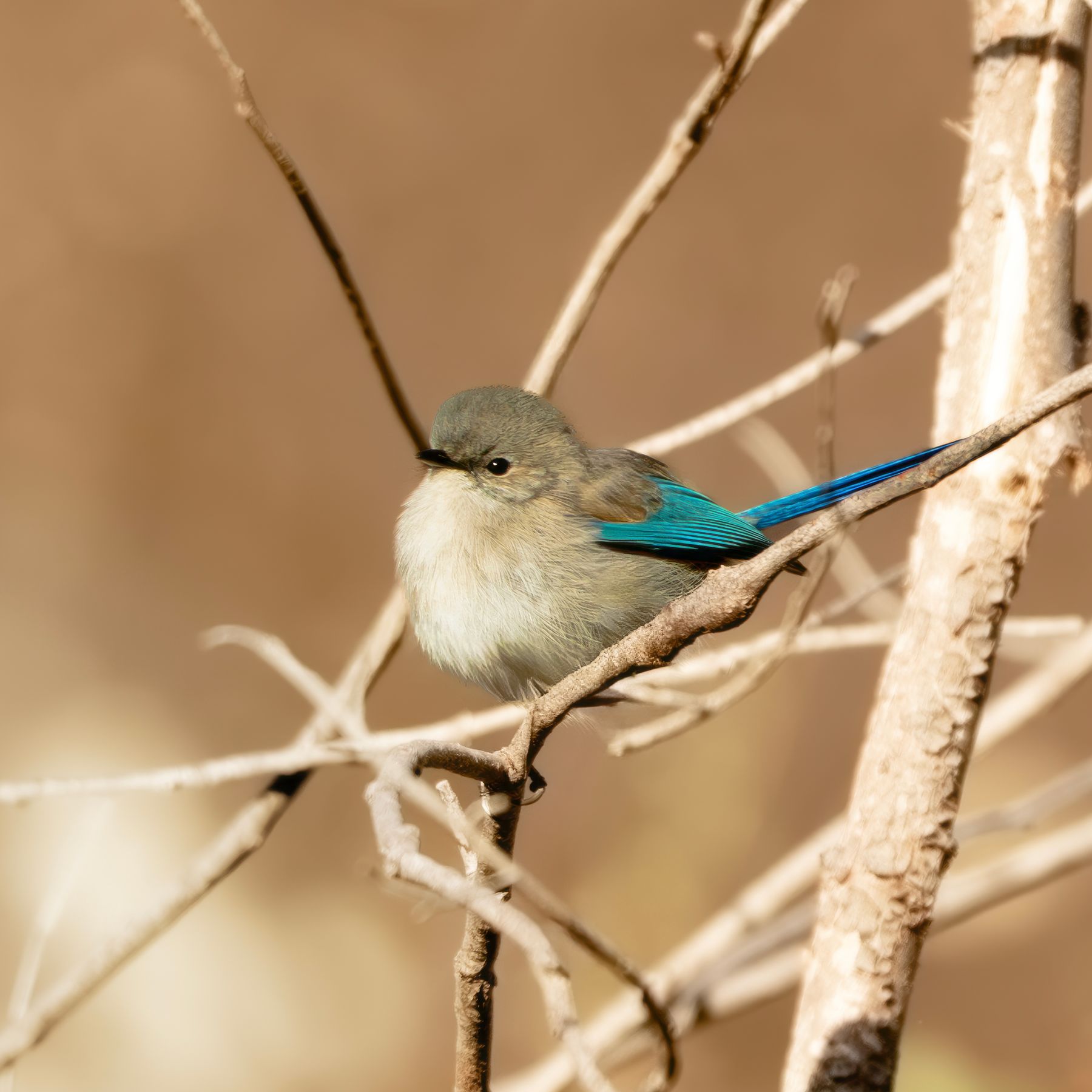 Splendid Fairywren