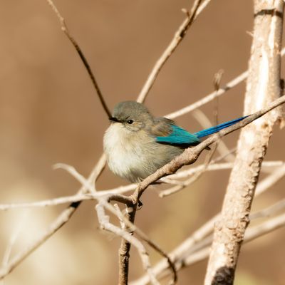 Splendid Fairywren