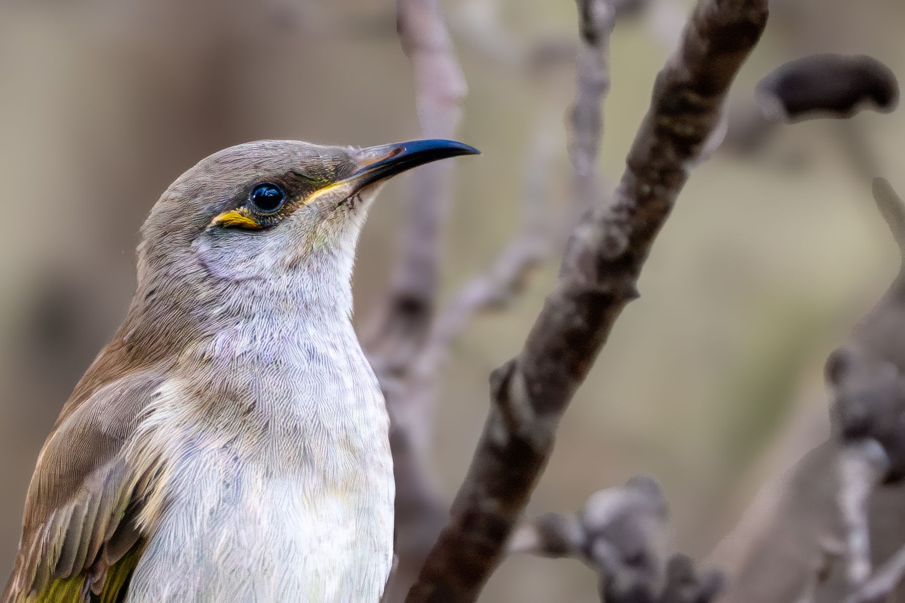 Singing Honeyeater