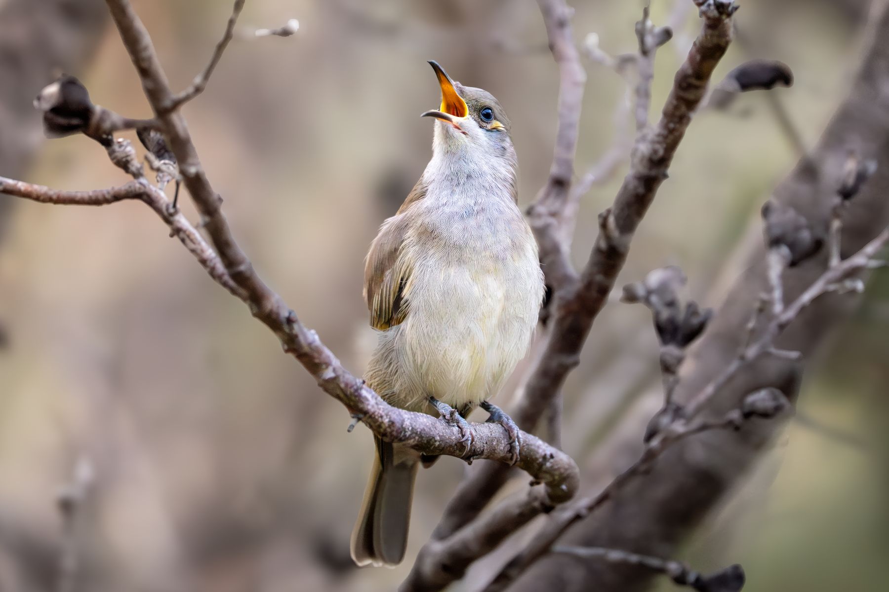Singing Honeyeater