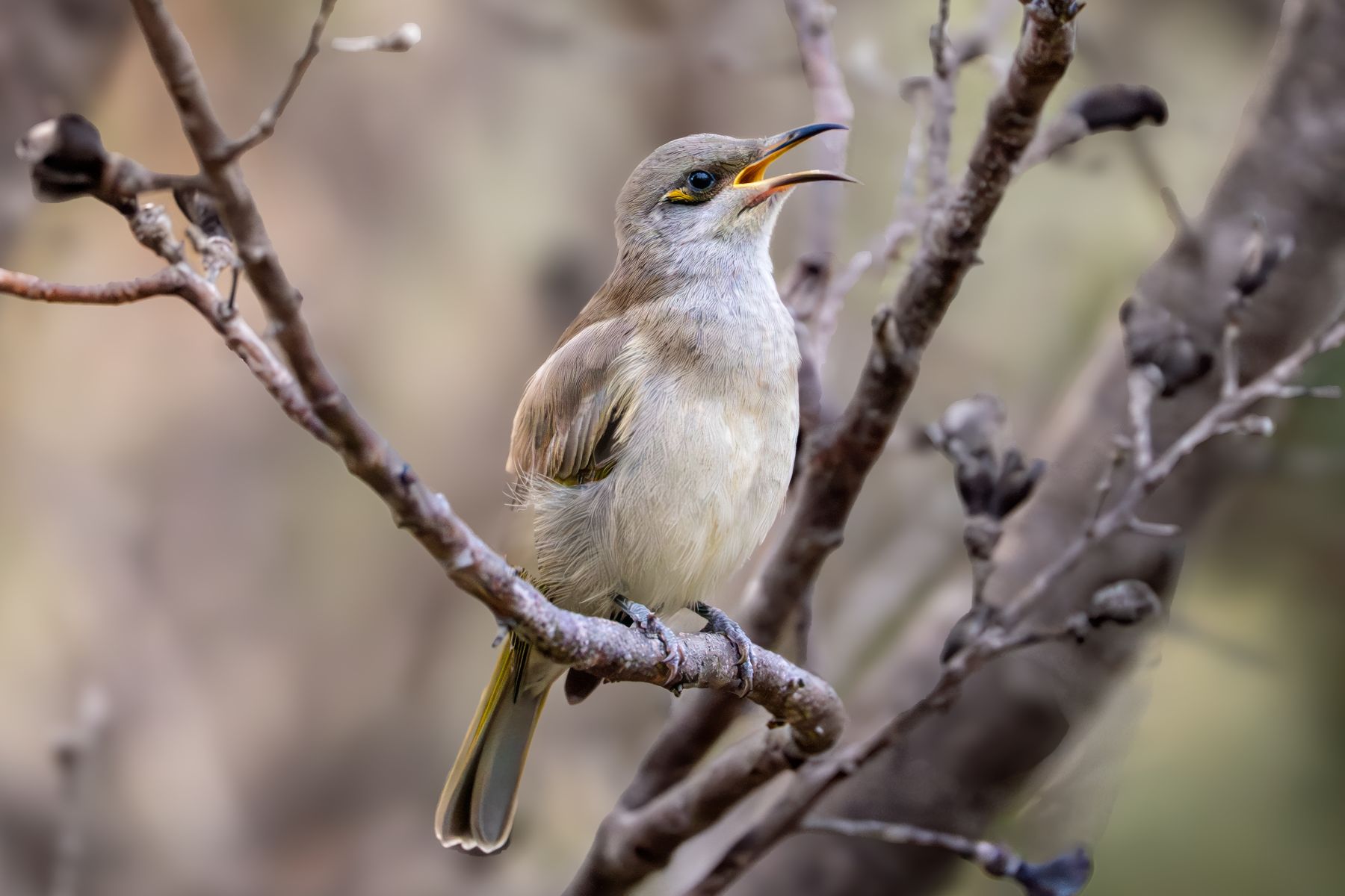 Singing Honeyeater