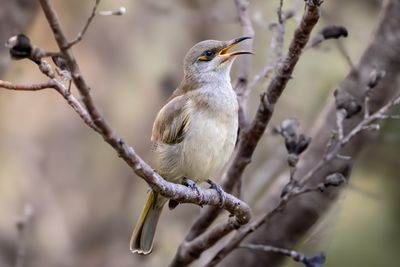 Singing Honeyeater