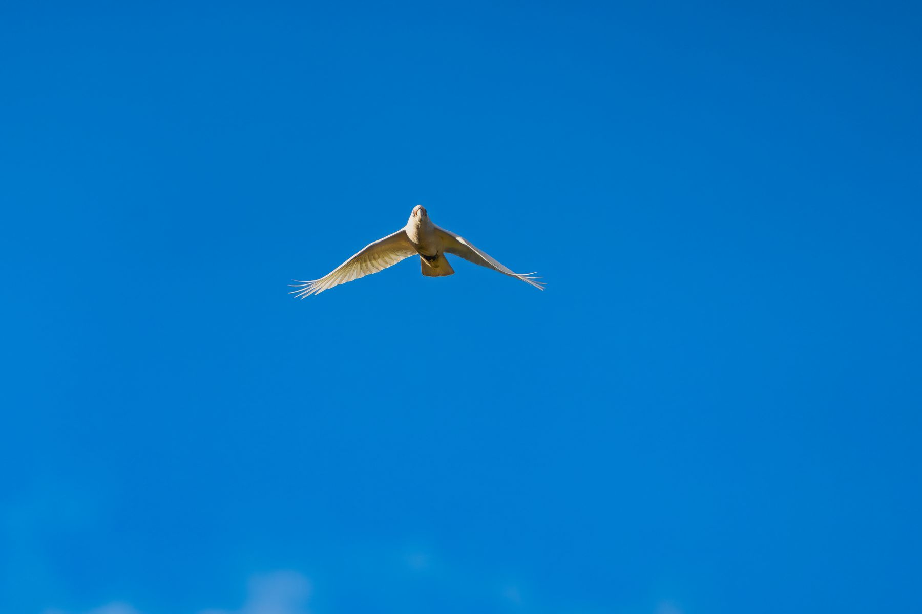 Little Corella