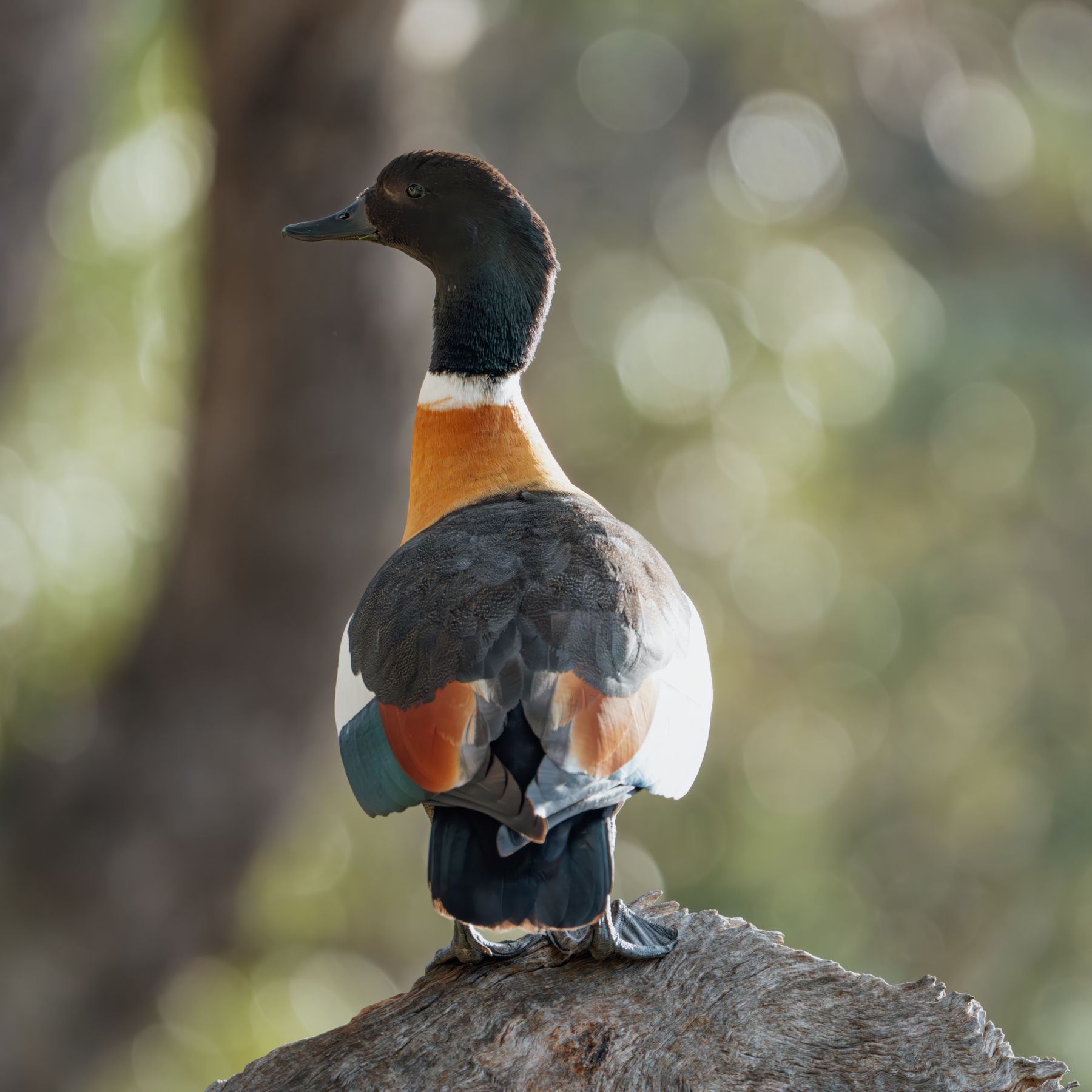 Pondering Shelduck