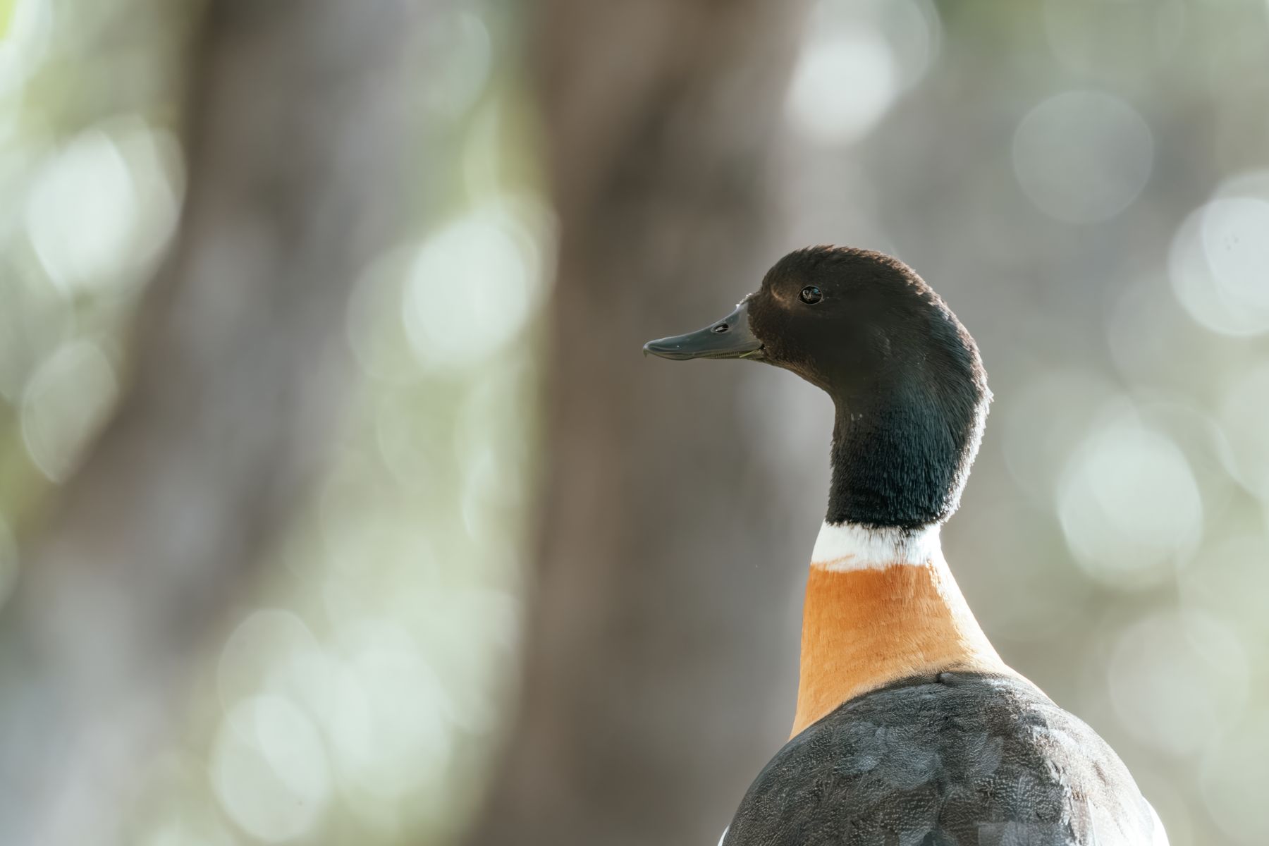 Pondering Shelduck