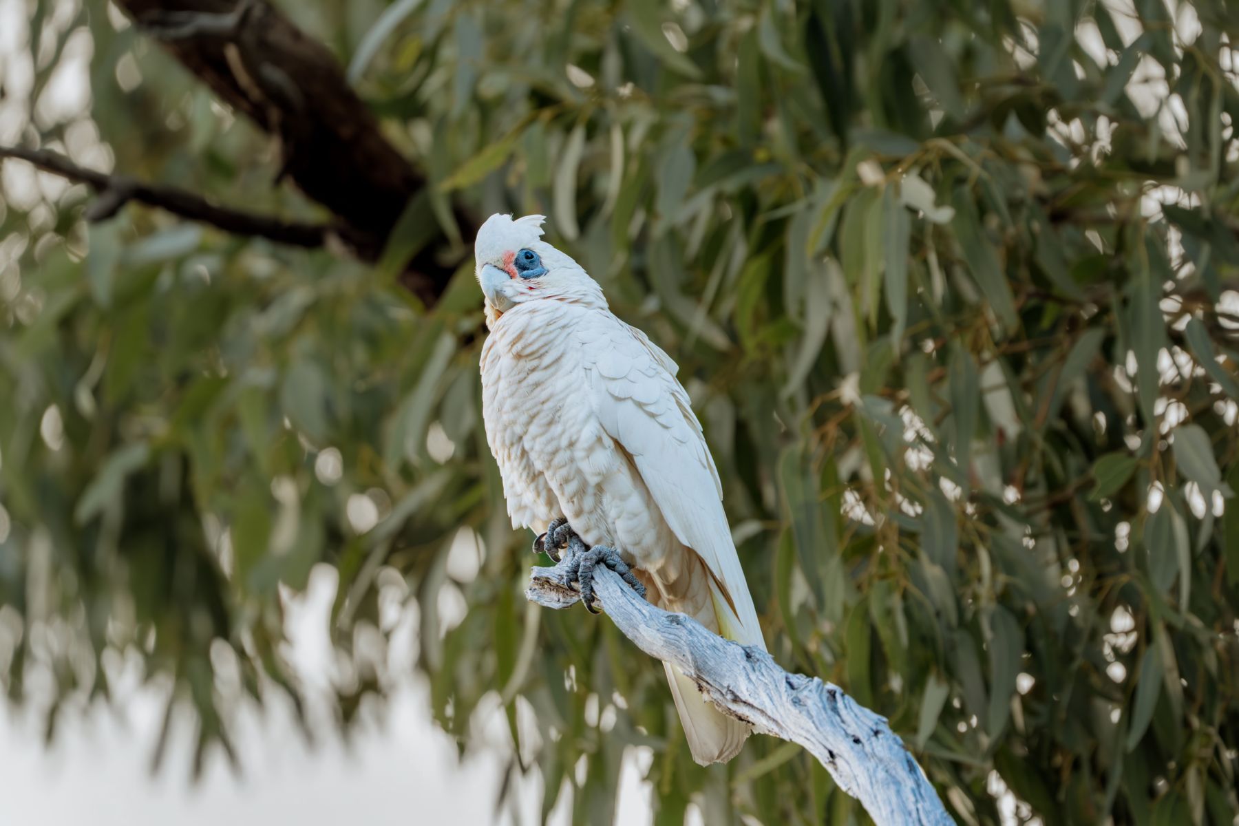 Little Corella