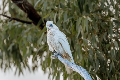 Little Corella