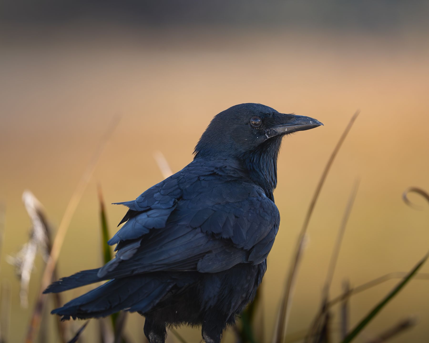 Australian Raven