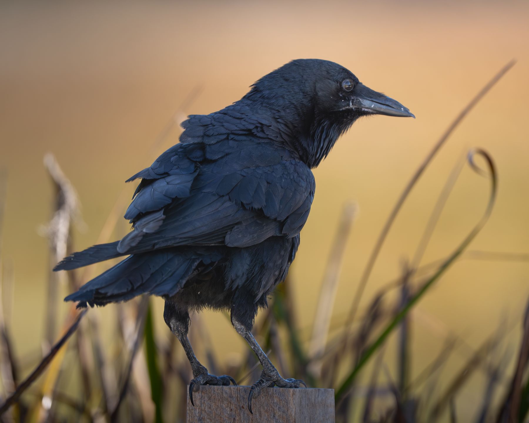 Australian Raven