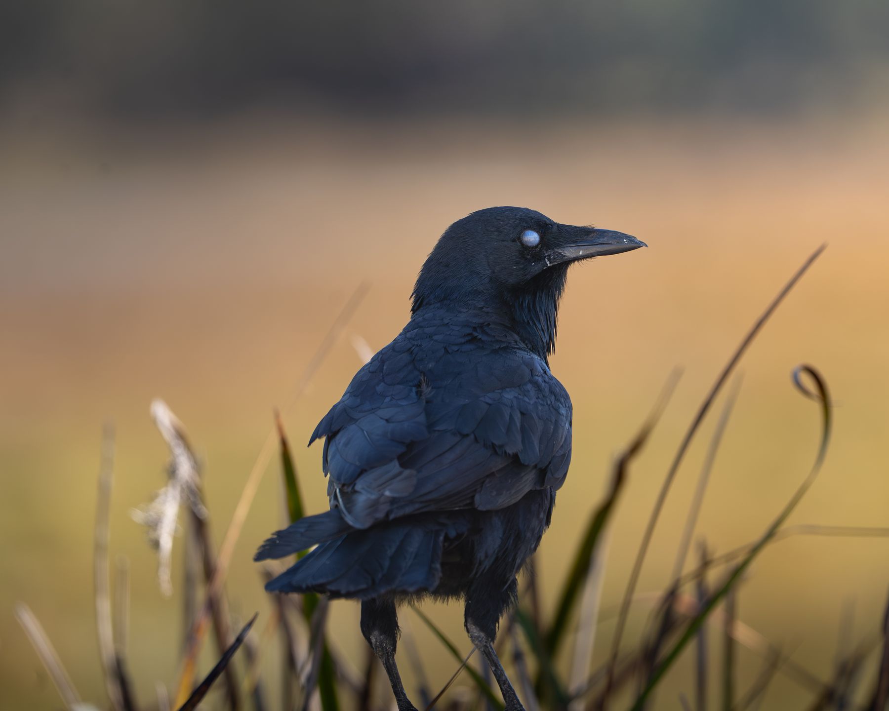 Australian Raven