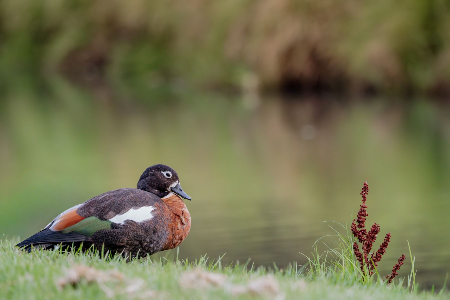 Australian Shellduck