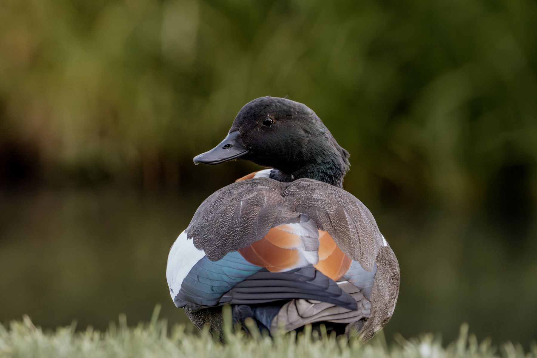 Australian Shellduck Looking Back