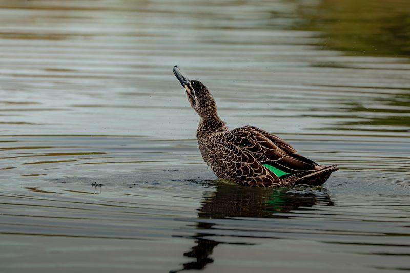 Pacific Black Duck