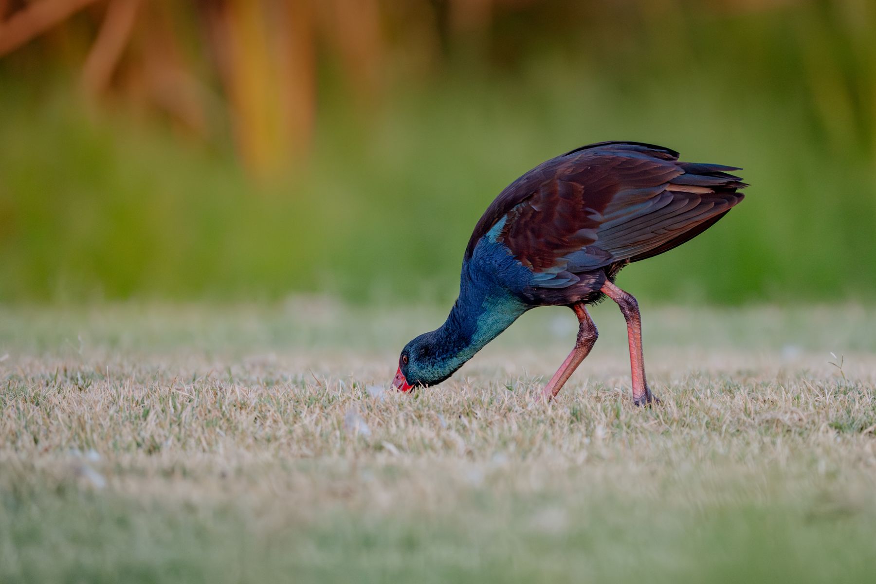 Swamphen Foraging