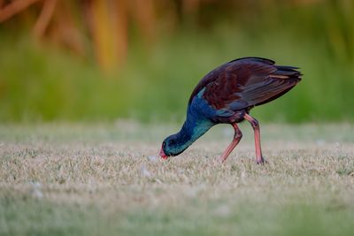 Australasian Swamphen
