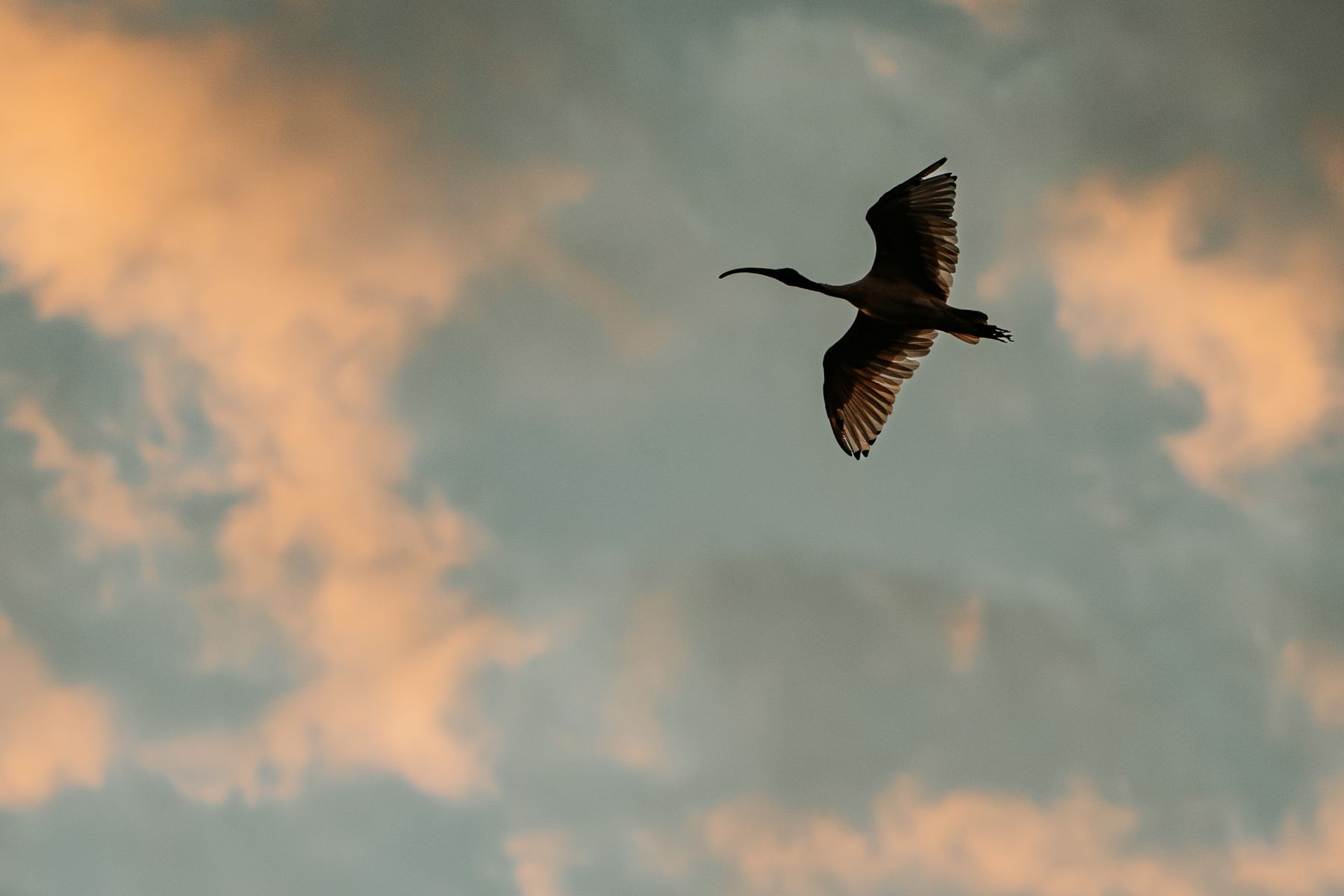 Ibis Flying High