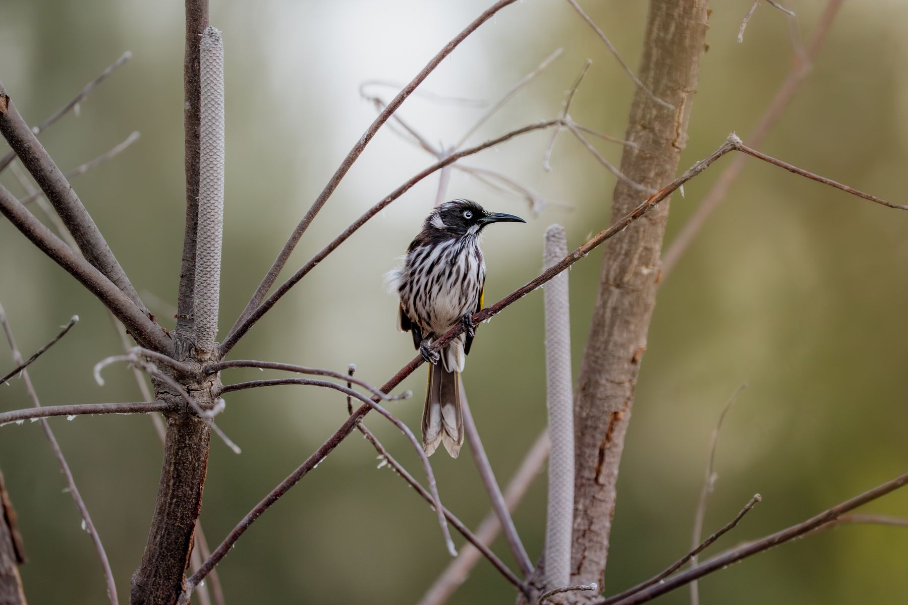 New Holland Honeyeater
