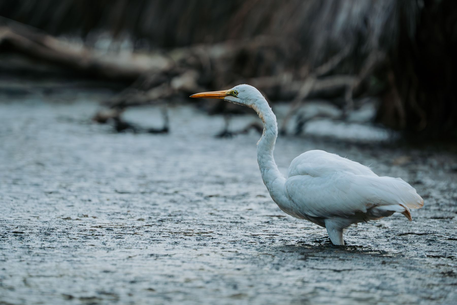 Great Egret