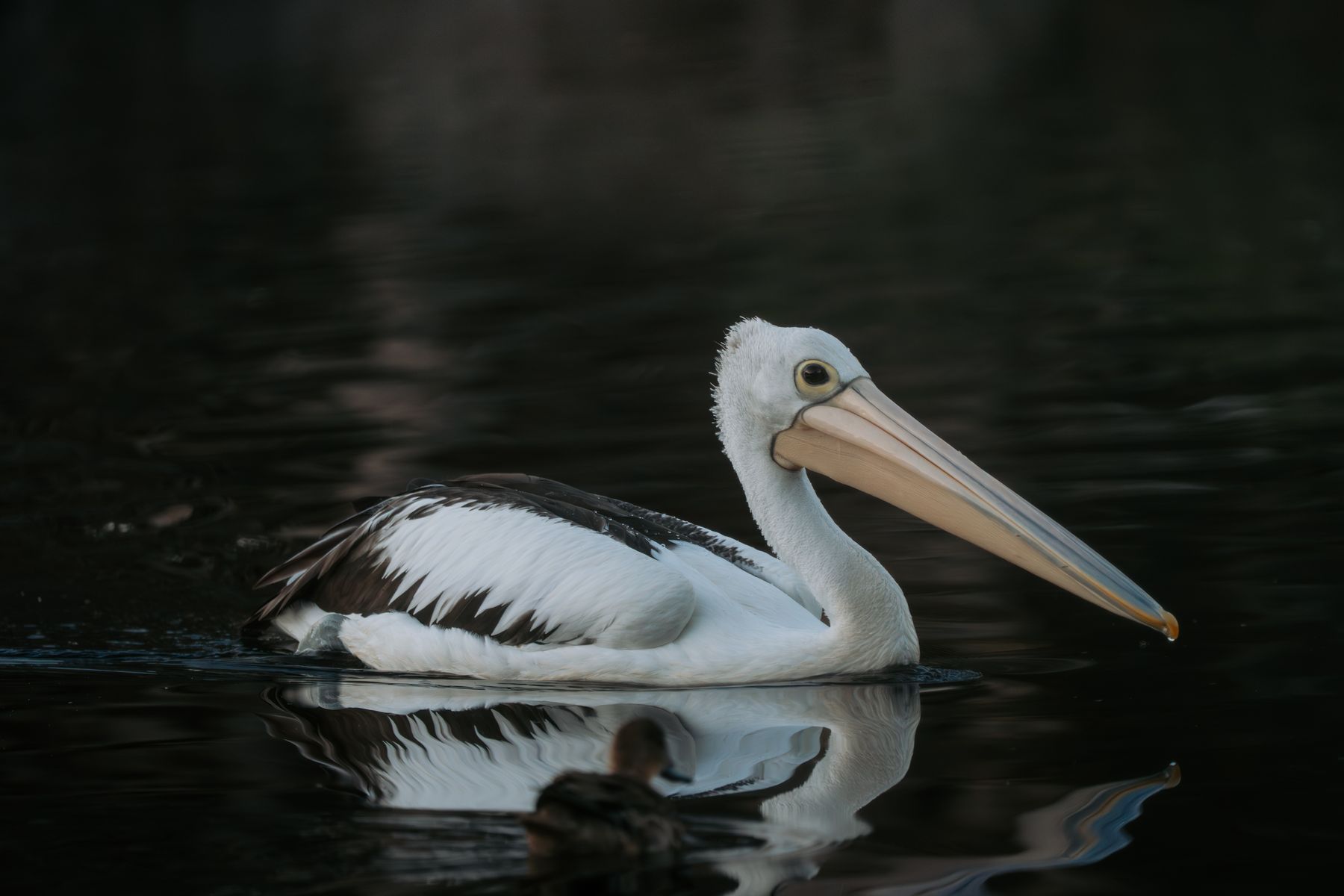 Australian Pelican