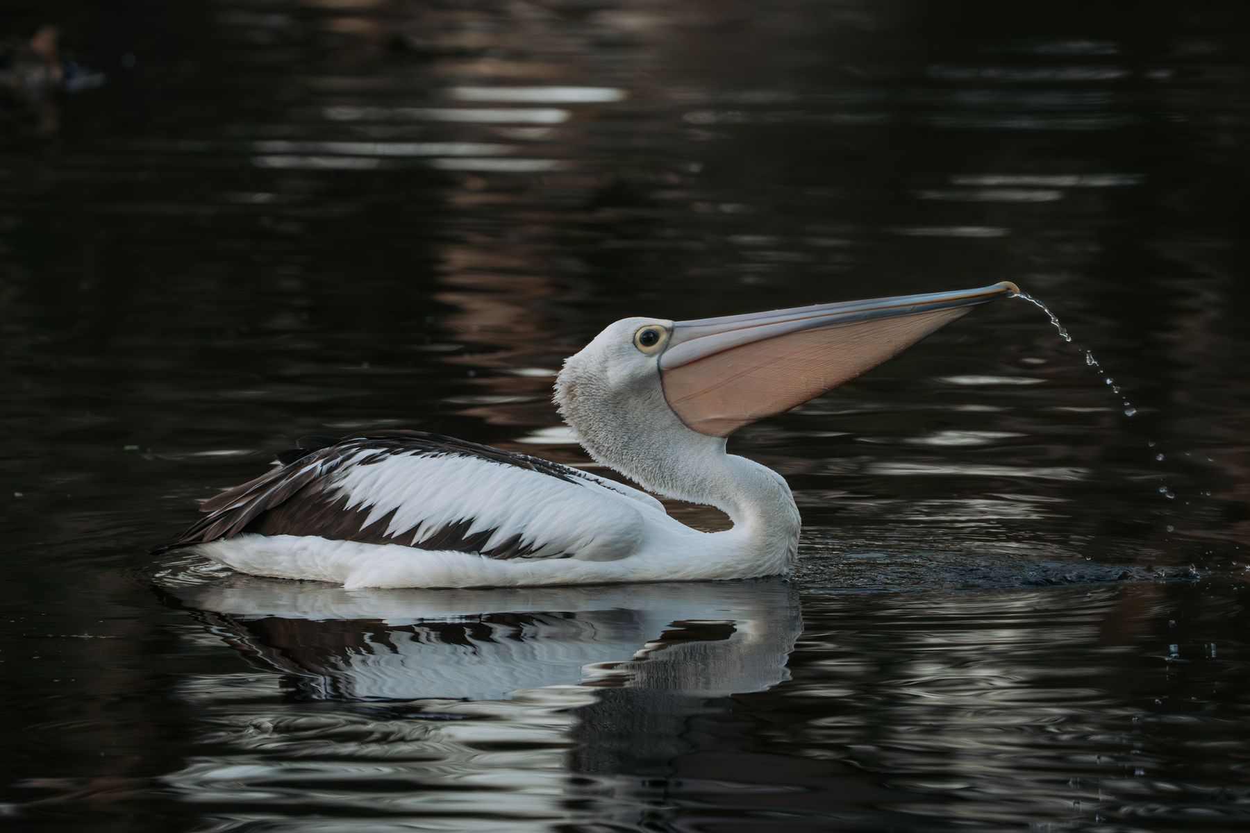 Pelican Fountain