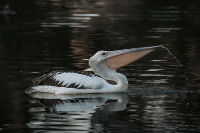 Australian Pelican
