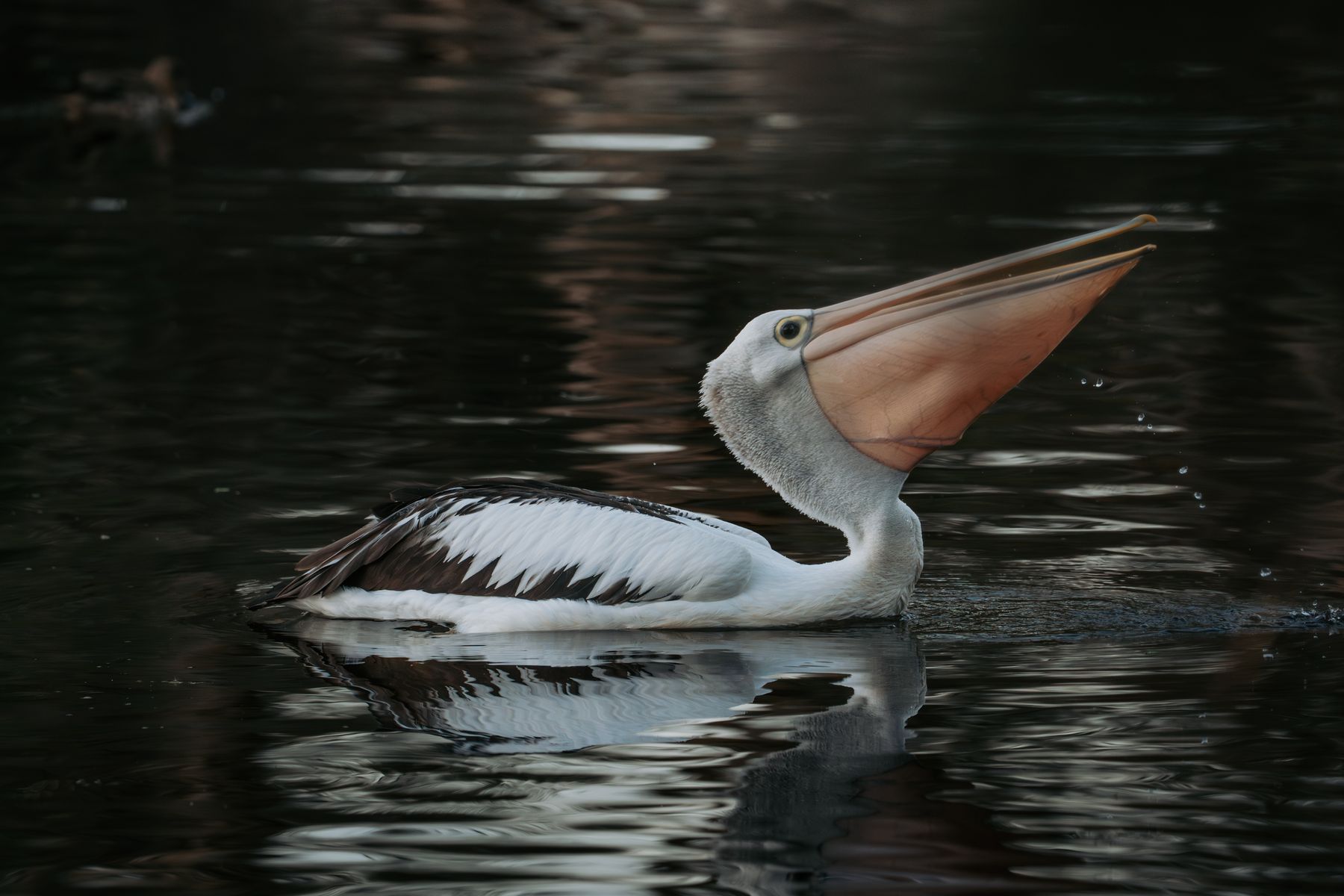 Australian Pelican