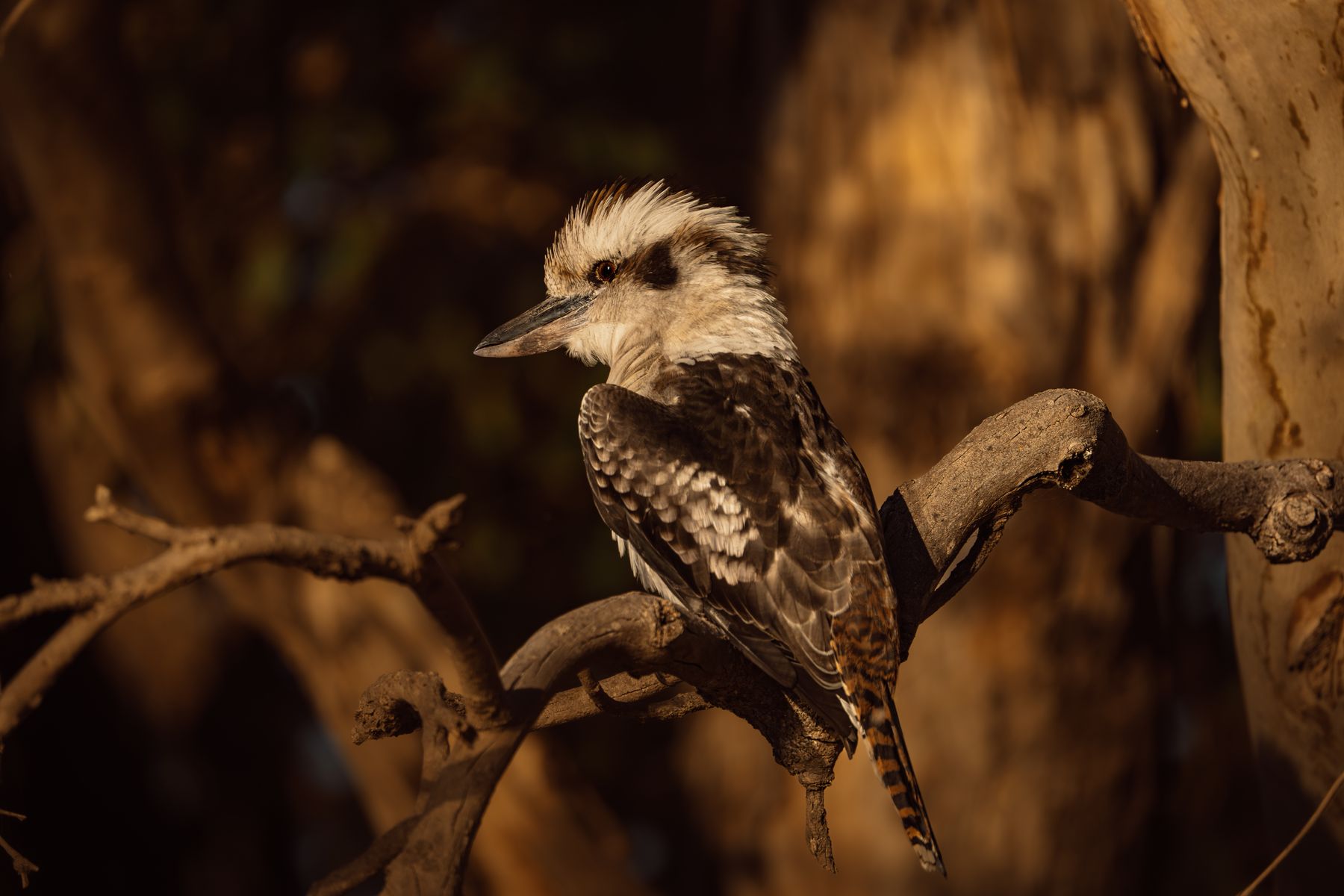Laughing (but very serious) Kookaburra