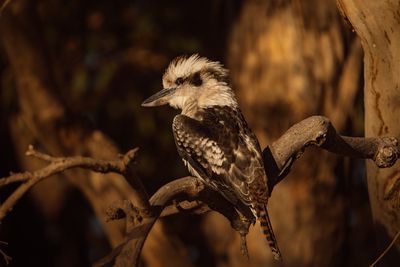 Kookaburra