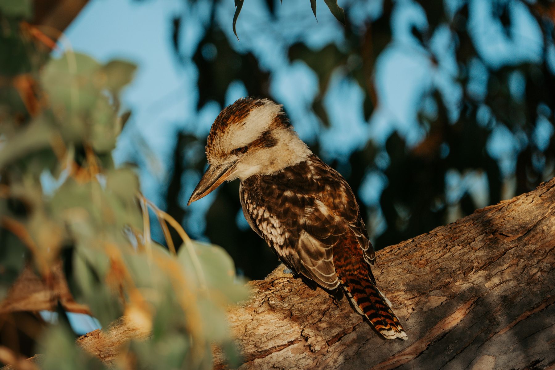 Sad Kookaburra