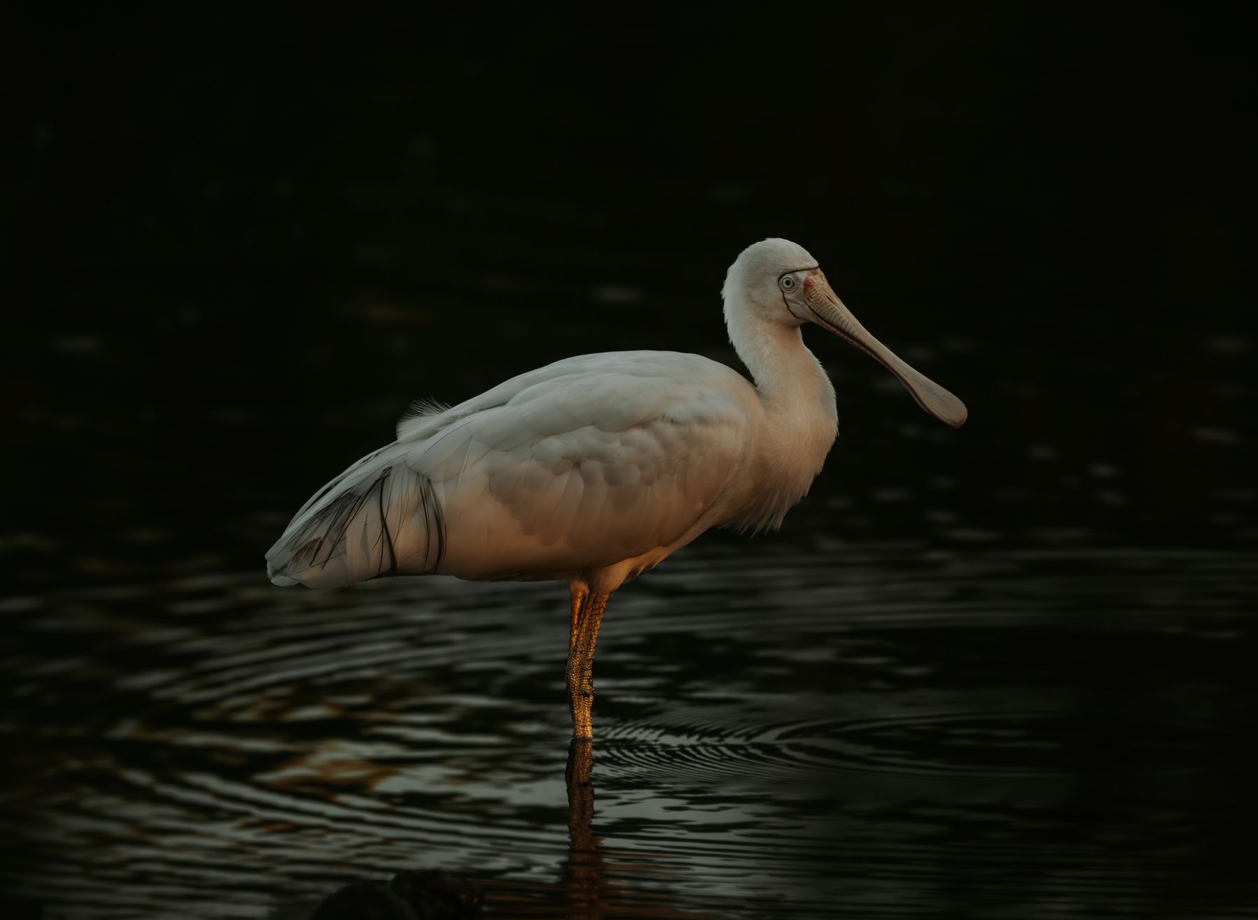 Yellow-billed Spoonbill