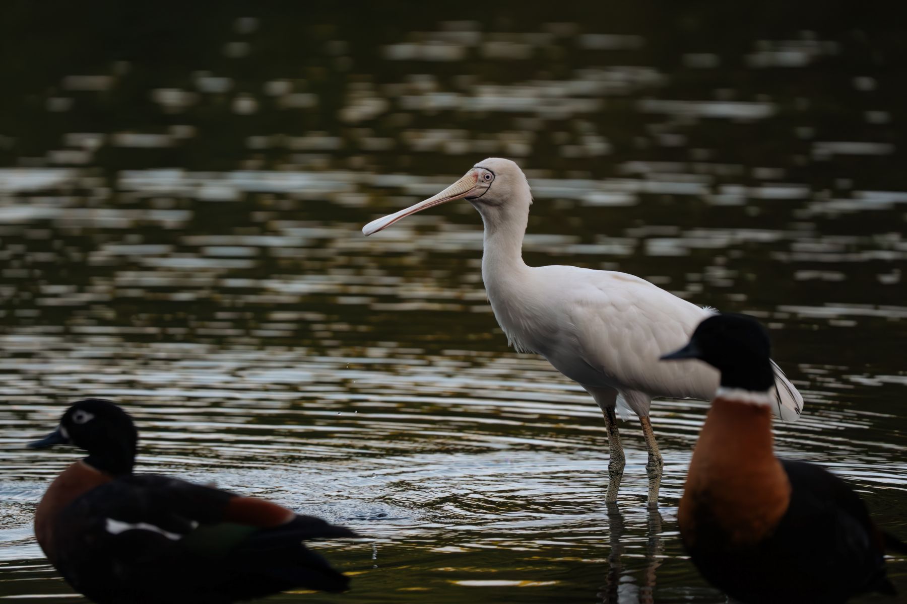 Yellow-billed Spoonbill ft. Shelducks